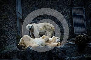 Polar bear portrait in nature park