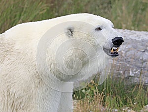 Polar bear portrait, Quebec, Canada