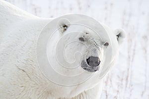 Polar bear portrait and scars