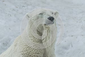 Polar bear portrait with snow background