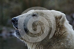 Polar bear portrait, swimming, Ursus maritimus