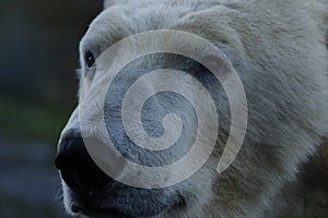 Polar bear portrait, swimming, Ursus maritimus