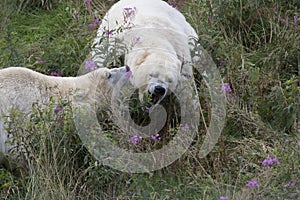 Polar bear portrait, swimming, Ursus maritimus