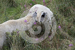 Polar bear portrait, swimming, Ursus maritimus