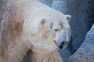 Polar bear portrait in the zoo