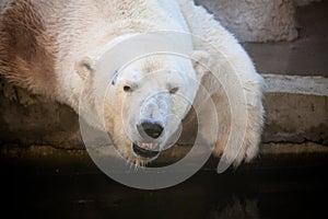 Polar bear portrait in the zoo