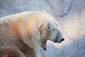 Polar bear portrait in the zoo