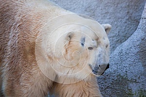 Polar bear portrait in the zoo photo