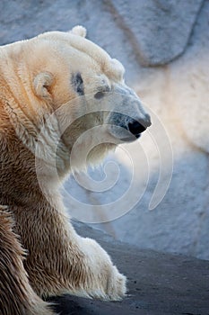 Polar bear portrait in the zoo photo