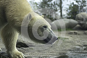 Polar Bear portret white close up.