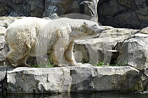 Polar bear pose photo