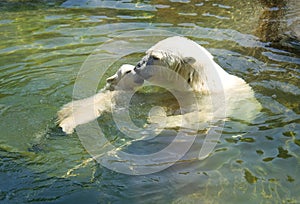 Polar bear predator hair web claws polar region