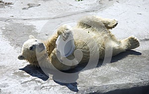 Polar bear predator mammal bear cub the Arctic