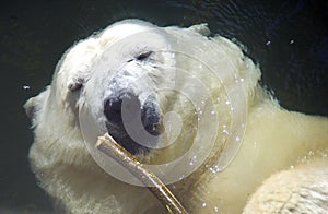 Polar bear predator mammal bear cub the Arctic
