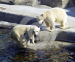 Polar bear predator mammal hair the Arctic