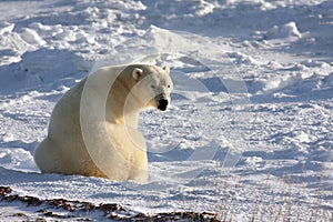 Polar Bear Reacting to a Sound Behind Him photo