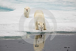 Polar bear reflecting in water with cub