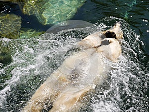 Polar bear relaxing and swimming on his back