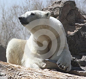 Polar bear at rest