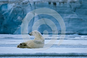 Polar bear rest photo
