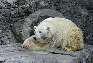 Polar bear resting