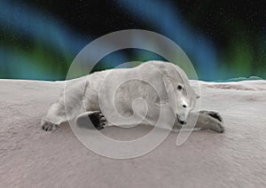 Polar Bear Resting