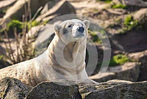 Polar bear resting on rocks and boulders