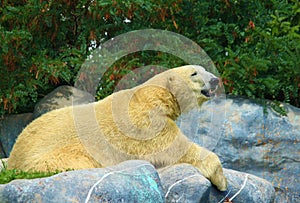 Polar bear resting on rocks