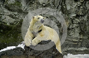 Polar Bear resting in the snow.