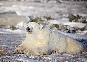 Polar bear rests on the frozen tundra
