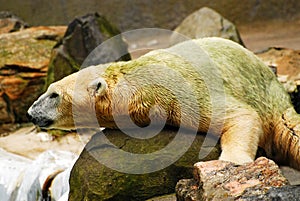 A polar bear rests on a rock