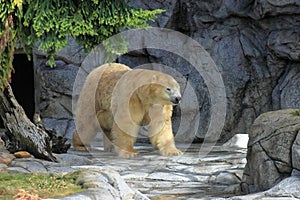 Polar bear roaming in enclosure