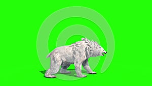 Polar BEAR Roar Side Green Screen 3D Rendering Animation