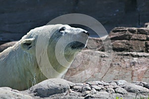 Polar bear on rocks