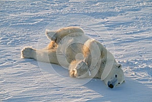 Polar bear rolling on Arctic snow