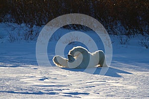 A polar bear rolling around in snow with legs in the air, with snow on the ground