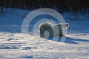 A polar bear rolling around in snow with legs in the air, with snow on the ground