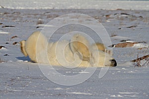 A polar bear rolling around in snow with legs in the air, with snow on the ground