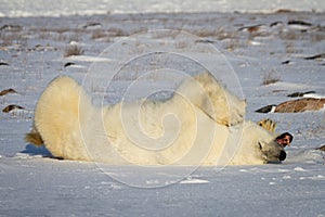 A polar bear rolling around in the snow with legs in the air while yawning or growling