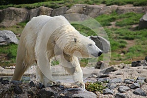 Polar Bear in the Rotterdam Zoo