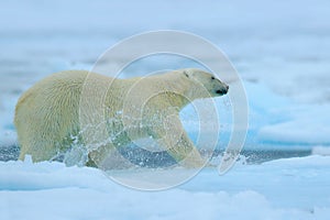 Polar bear running on the ice with water. Polar bear on drift ice in Arctic Russia. Polar bear in the nature habitat with snow. Po