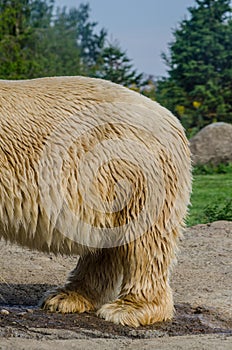 Polar Bear`s Backside