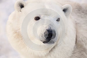 Polar bear`s muzzle