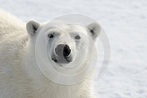 Polar bear`s Ursus maritimus head close up