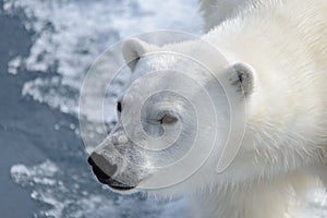 Polar bear`s Ursus maritimus head close up