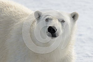 Polar bear`s Ursus maritimus head close up