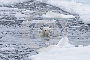 Polar bear`s Ursus maritimus swimm in Arctic sea