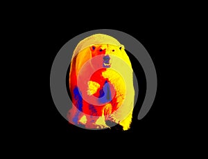 Polar bear in scientific high-tech thermal imager