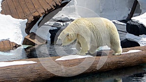 Polar Bear at Seaworld photo