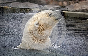 Polar Bear shakes off water